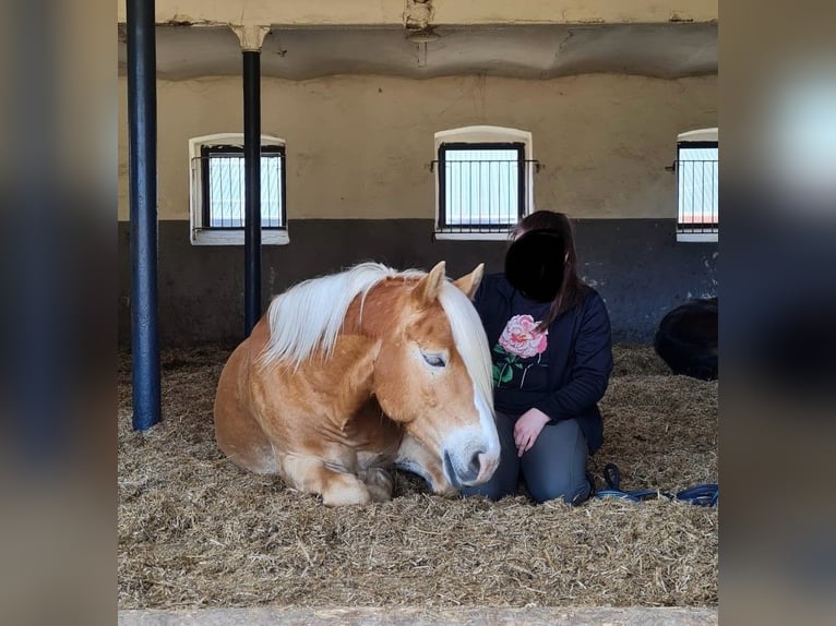 Haflinger Caballo castrado 9 años 147 cm Alazán in Thalheim / Erzgebirge