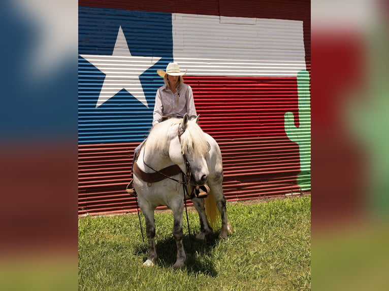 Haflinger Caballo castrado 9 años 147 cm Tordo rodado in Byers TX
