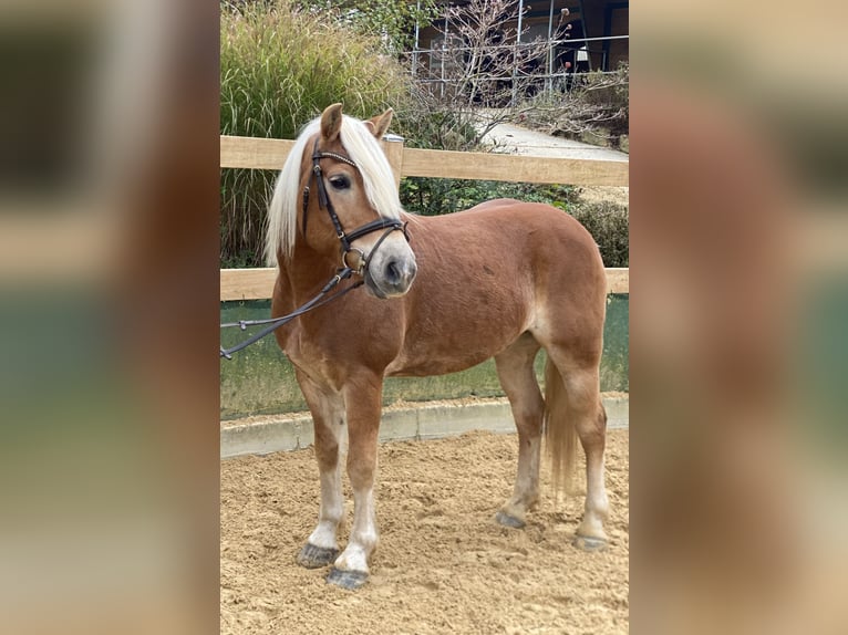 Haflinger Caballo castrado 9 años 148 cm Alazán in Iggingen