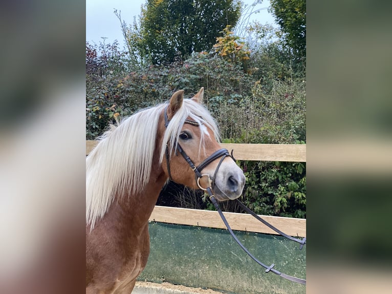 Haflinger Caballo castrado 9 años 148 cm Alazán in Iggingen