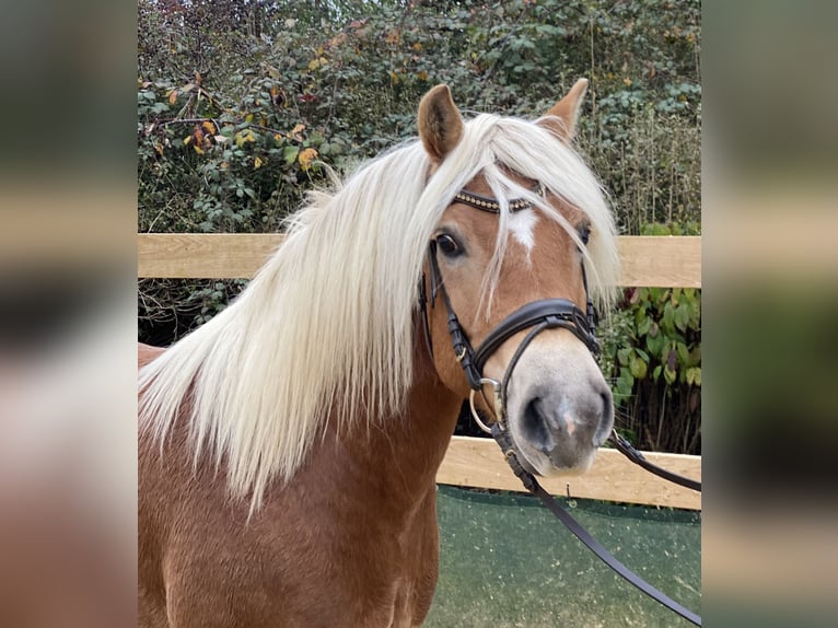 Haflinger Caballo castrado 9 años 148 cm Alazán in Iggingen