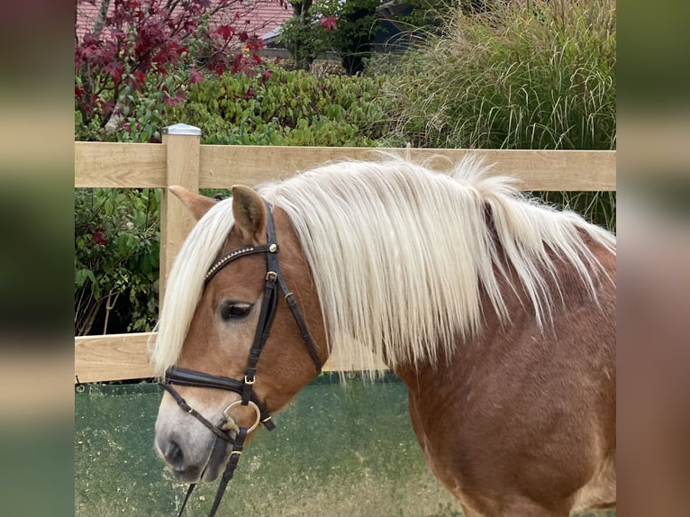 Haflinger Caballo castrado 9 años 148 cm Alazán in Iggingen