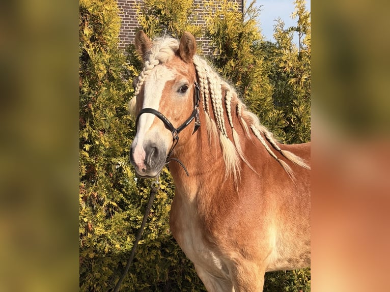 Haflinger Caballo castrado 9 años 149 cm Alazán in Nettetal