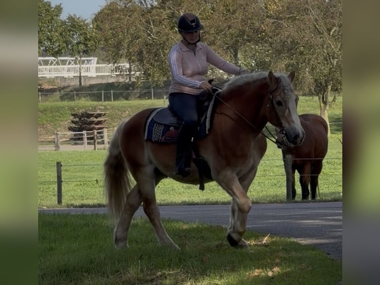 Haflinger Caballo castrado 9 años 149 cm Alazán in Nettetal