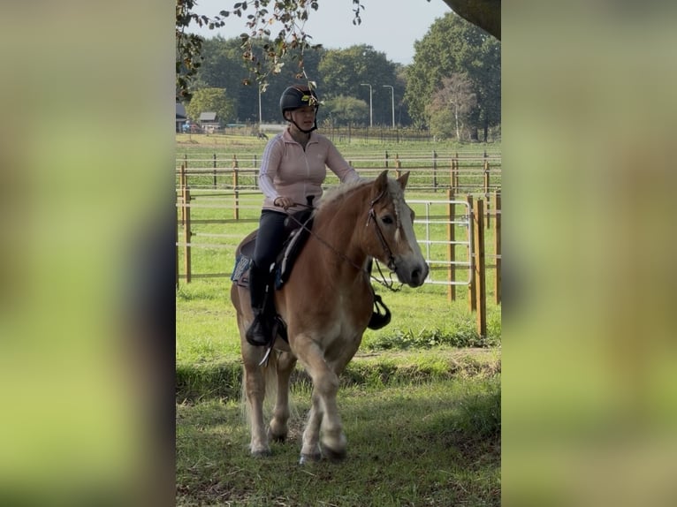 Haflinger Caballo castrado 9 años 149 cm Alazán in Nettetal