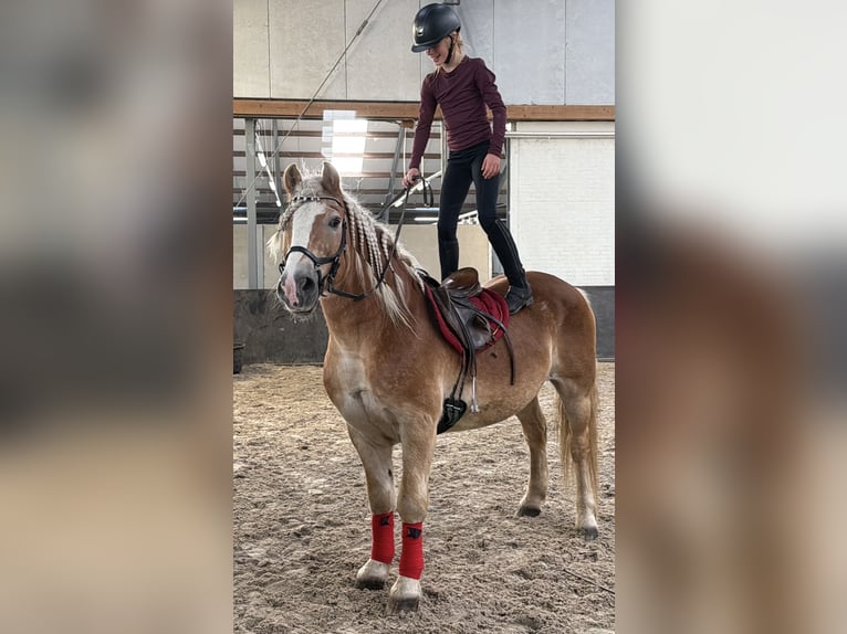 Haflinger Caballo castrado 9 años 149 cm Alazán in Nettetal
