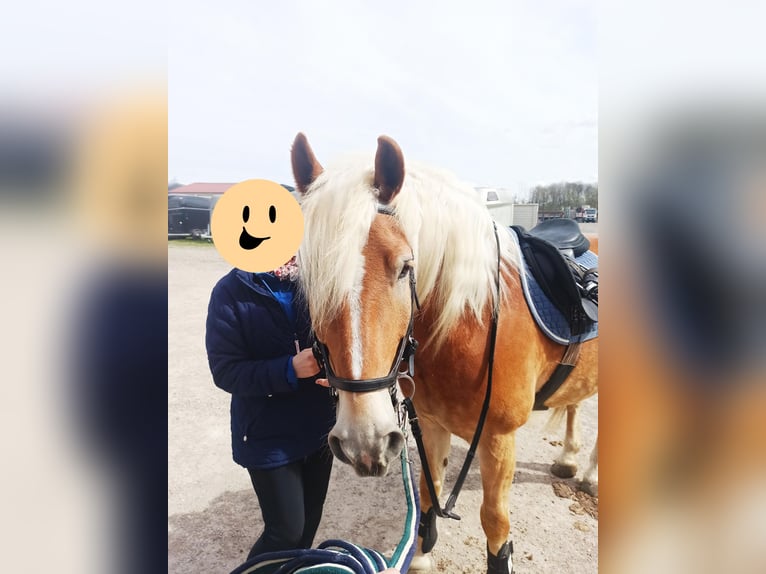 Haflinger Caballo castrado 9 años 149 cm Alazán rojizo in Fischamend