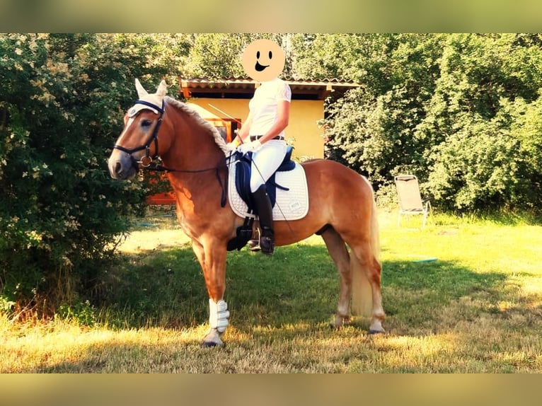 Haflinger Caballo castrado 9 años 149 cm Alazán rojizo in Fischamend