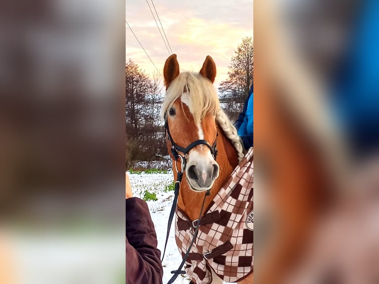 Haflinger Caballo castrado 9 años 149 cm Alazán rojizo in Fischamend