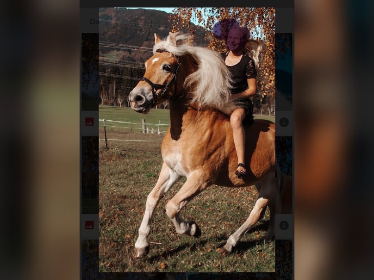 Haflinger Caballo castrado 9 años 150 cm Alazán in Mamming Haflinger Caballo castrado 9 años 150 cm Alazán in Mamming