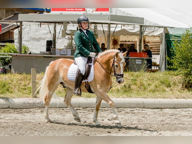 Haflinger Caballo castrado 9 años 150 cm Alazán in Reitsberg