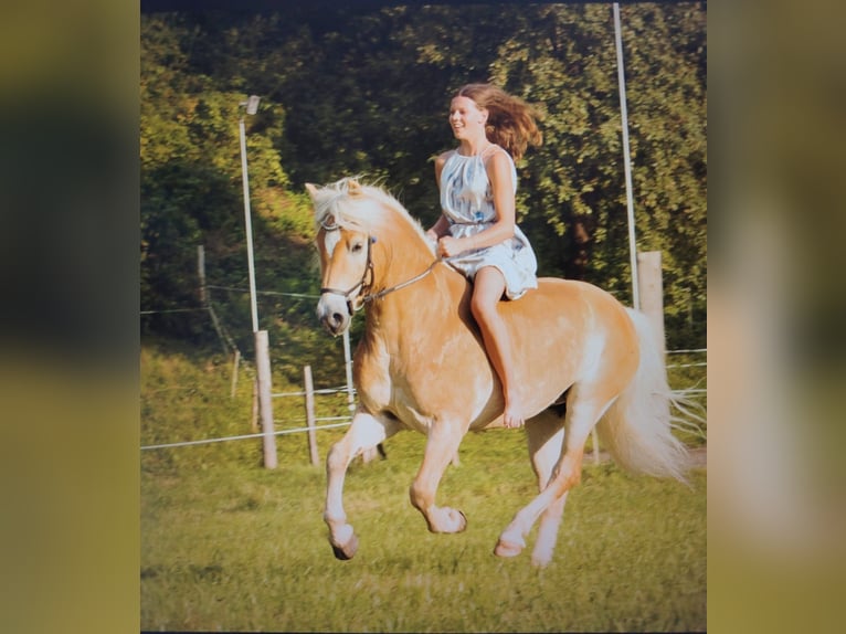 Haflinger Caballo castrado 9 años 150 cm  in Pfarrwerfen