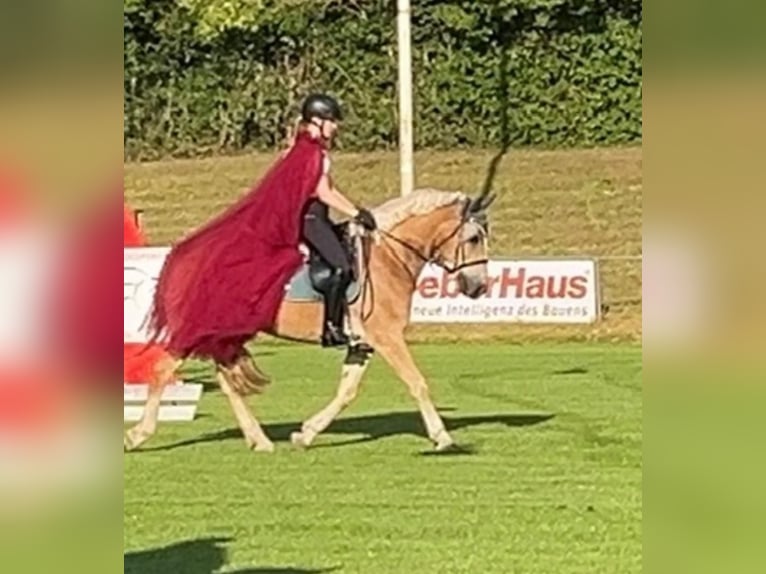 Haflinger Caballo castrado 9 años 150 cm  in Willstätt