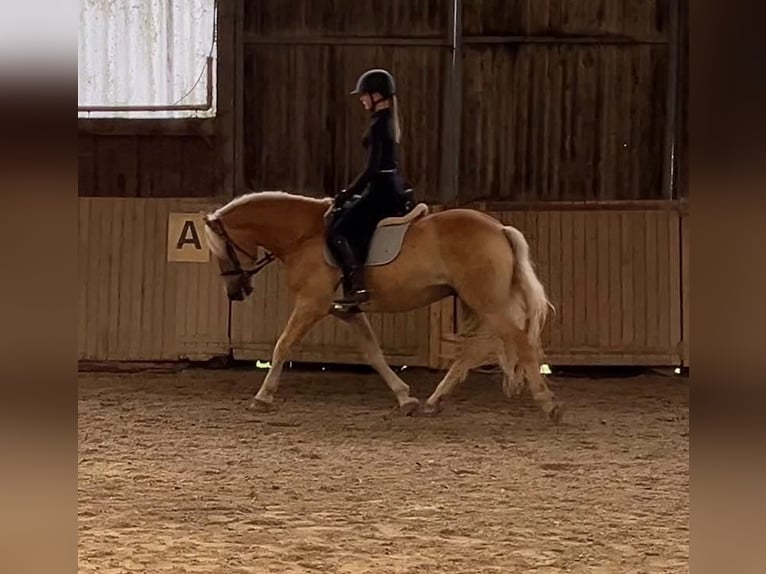 Haflinger Caballo castrado 9 años 150 cm  in Willstätt