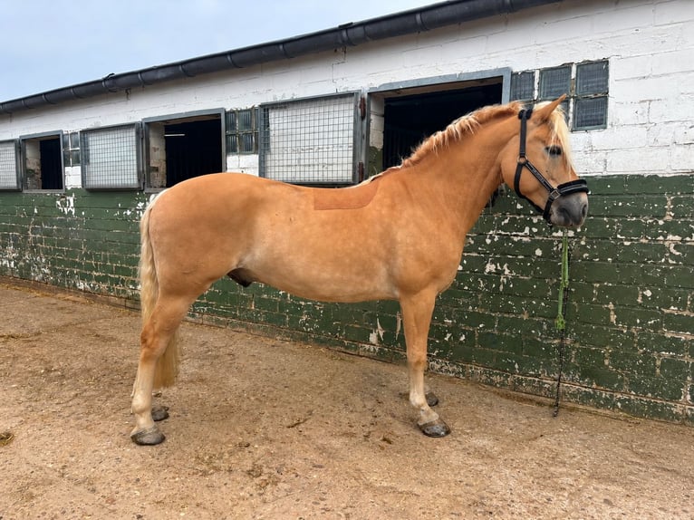 Haflinger Caballo castrado 9 años 150 cm Palomino in Stolberg (Rheinland)