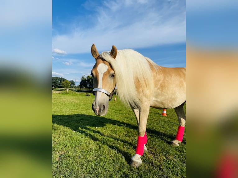 Haflinger Caballo castrado 9 años 150 cm in Wadersloh