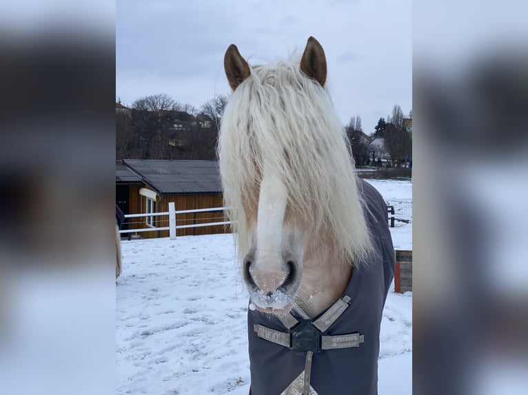Haflinger Caballo castrado 9 años 152 cm in Zistersdorf