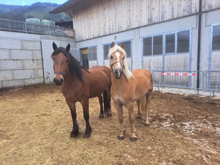 Haflinger Caballo castrado 9 años 152 cm in Obertilliach