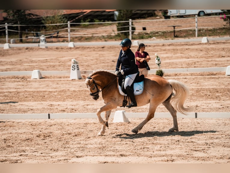 Haflinger Caballo castrado 9 años 153 cm Alazán in Kirchbach