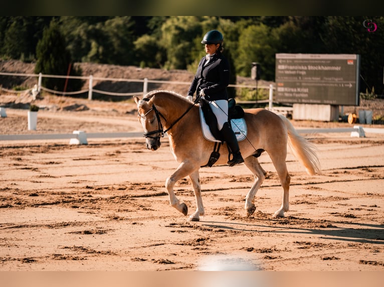 Haflinger Caballo castrado 9 años 153 cm Alazán in Kirchbach