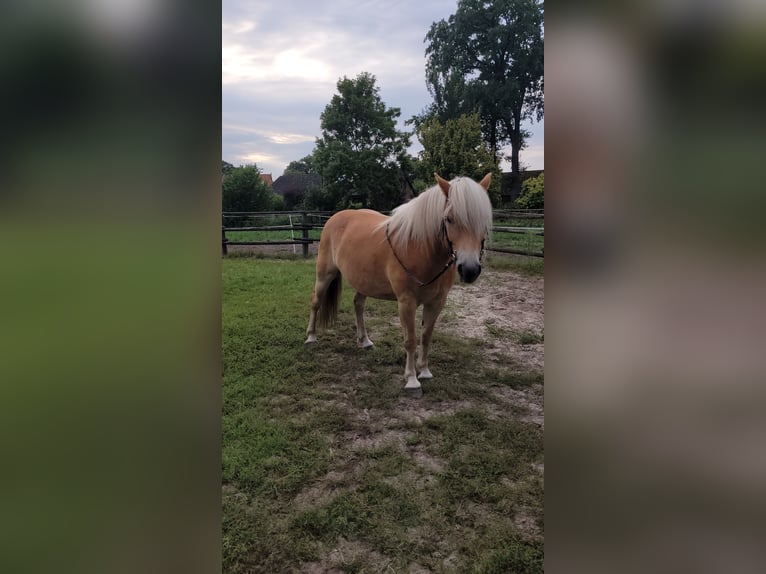 Haflinger Caballo castrado 9 años 154 cm in Buchholz