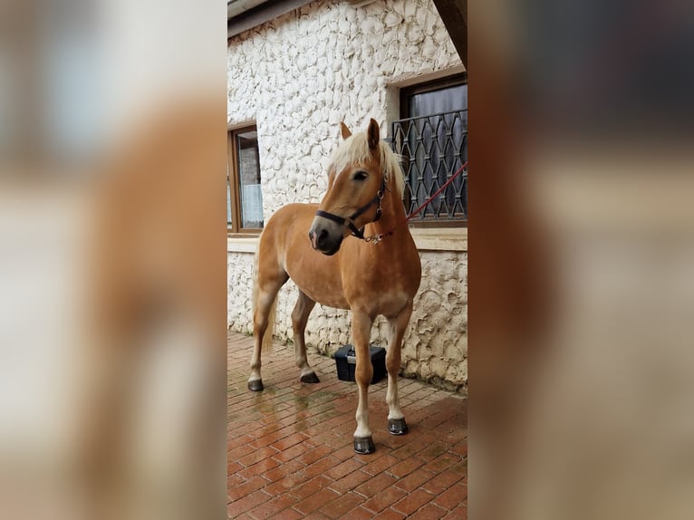 Haflinger Caballo castrado 9 años 154 cm Castaño claro in Rheurdt