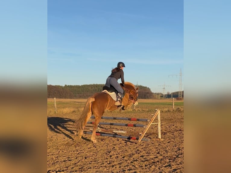 Haflinger Caballo castrado 9 años 155 cm  in Lauf an der Pegnitz