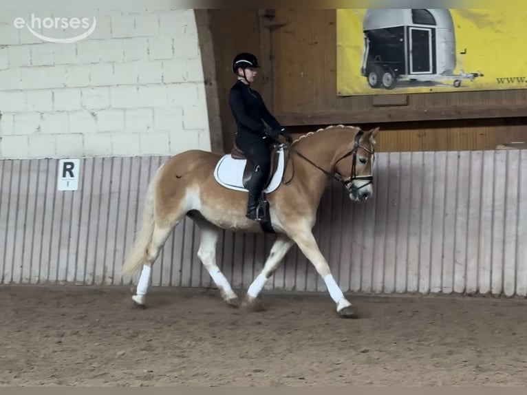 Haflinger Caballo castrado 9 años 155 cm  in Schenklengsfeld