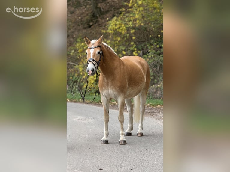 Haflinger Caballo castrado 9 años 155 cm  in Schenklengsfeld
