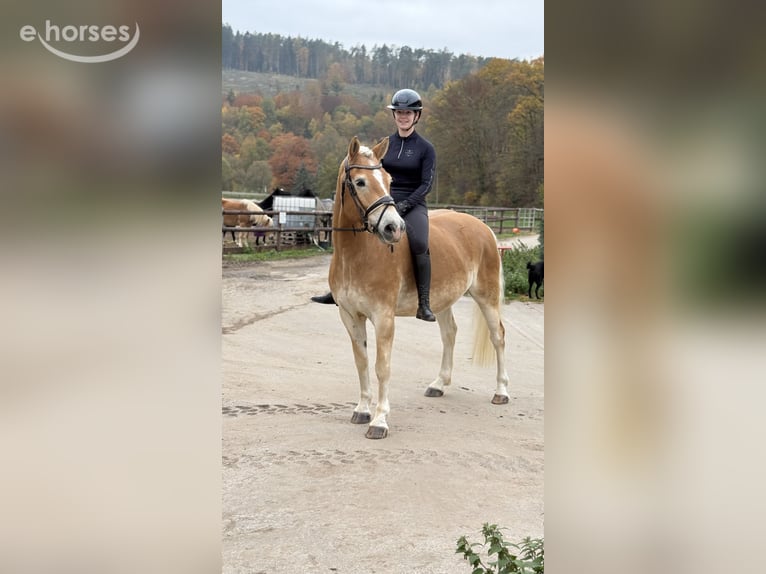 Haflinger Caballo castrado 9 años 155 cm  in Schenklengsfeld