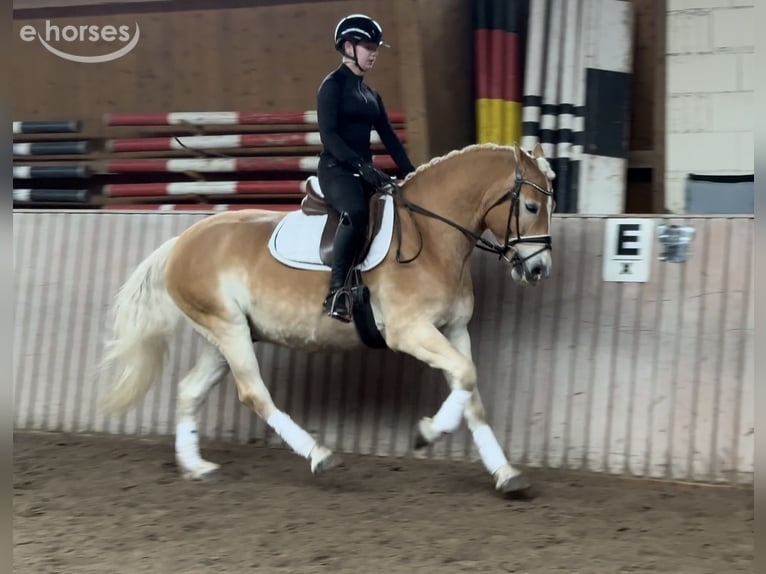 Haflinger Caballo castrado 9 años 155 cm  in Schenklengsfeld