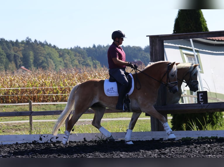 Haflinger Caballo castrado 9 años 156 cm Alazán in St Marein bei Graz
