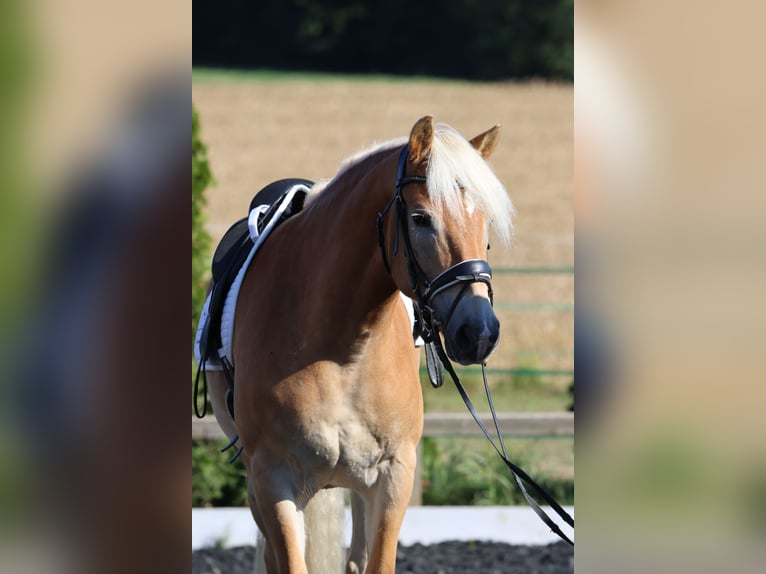 Haflinger Caballo castrado 9 años 156 cm Alazán in St Marein bei Graz