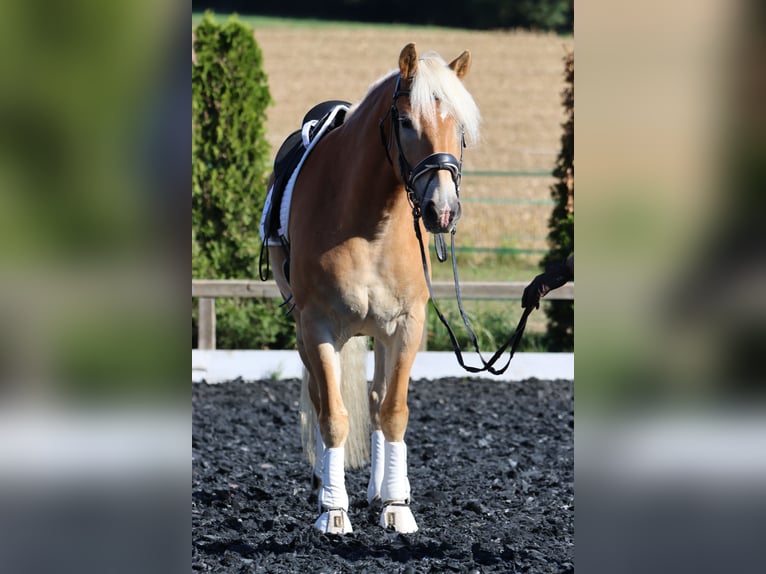Haflinger Caballo castrado 9 años 156 cm Alazán in St Marein bei Graz