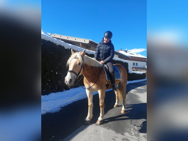 Haflinger Caballo castrado 9 años 156 cm Alazán in Längenfeld