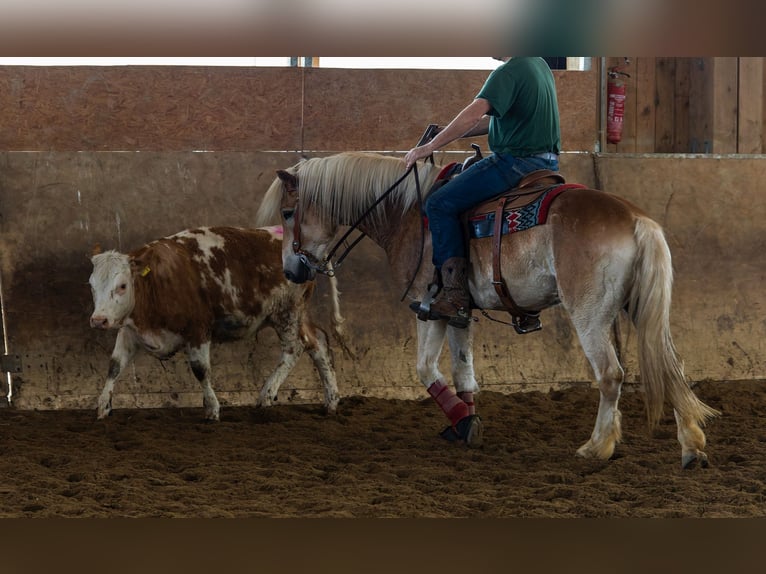 Haflinger Caballo castrado 9 años 156 cm Alazán in Ottenhofen Haflinger Caballo castrado 9 años 156 cm Alazán in Ottenhofen