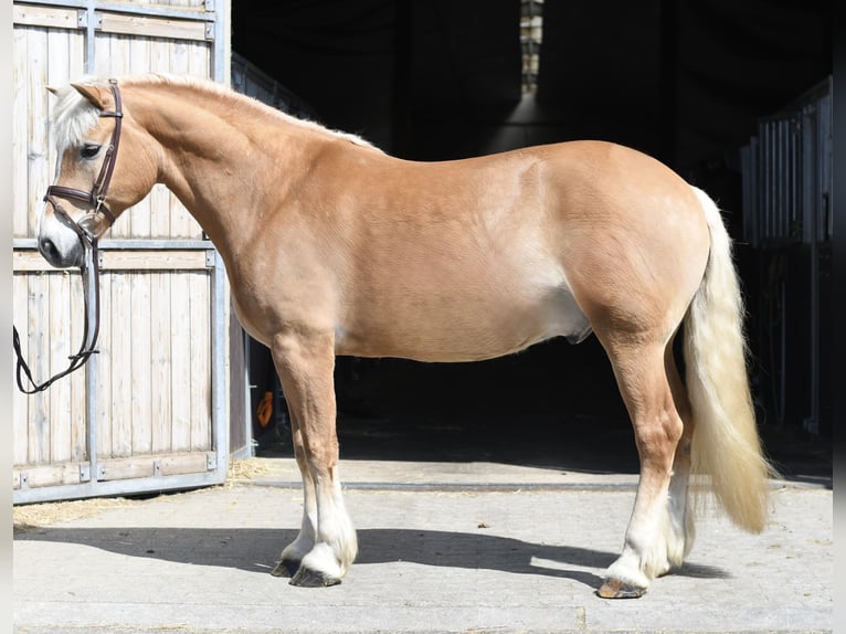 Haflinger Caballo castrado 9 años 160 cm Palomino in Geilenkirchen