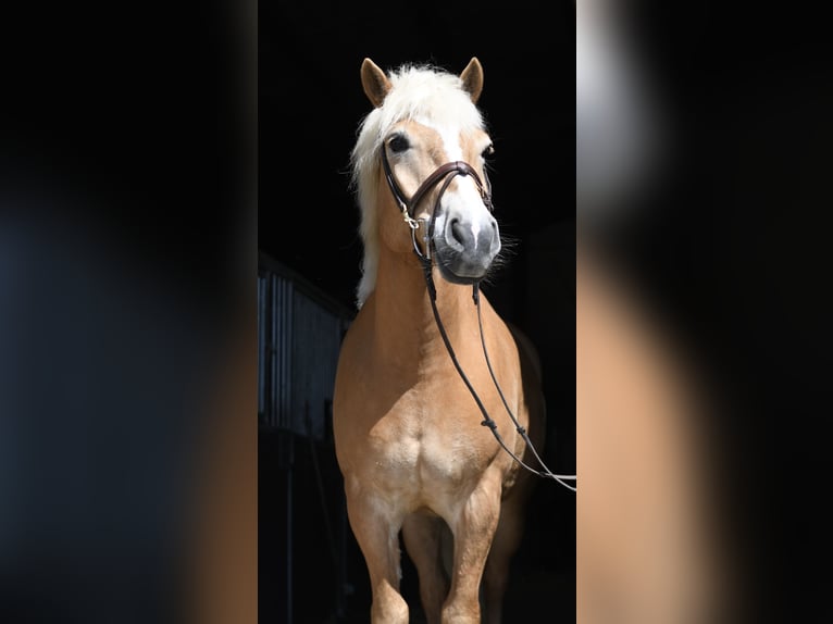Haflinger Caballo castrado 9 años 160 cm Palomino in Geilenkirchen