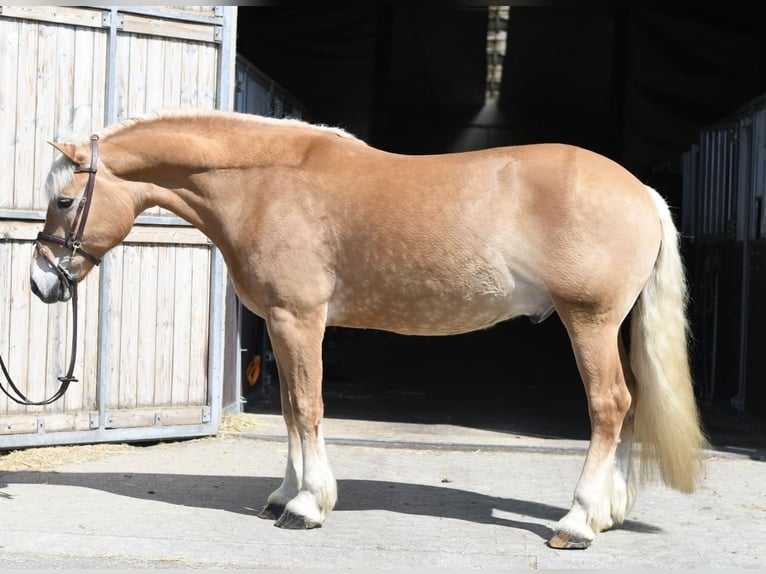 Haflinger Caballo castrado 9 años 160 cm Palomino in Geilenkirchen