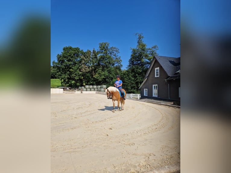 Haflinger Étalon 10 Ans 146 cm Alezan in Kirchhundem