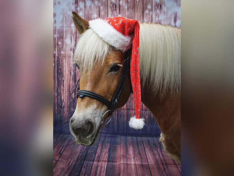 Haflinger Étalon 10 Ans 146 cm Alezan in Kirchhundem