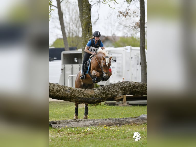 Haflinger Étalon 13 Ans 150 cm Alezan in St.Georgen an der Leys