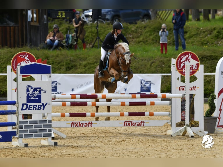 Haflinger Étalon 13 Ans 150 cm Alezan in St.Georgen an der Leys