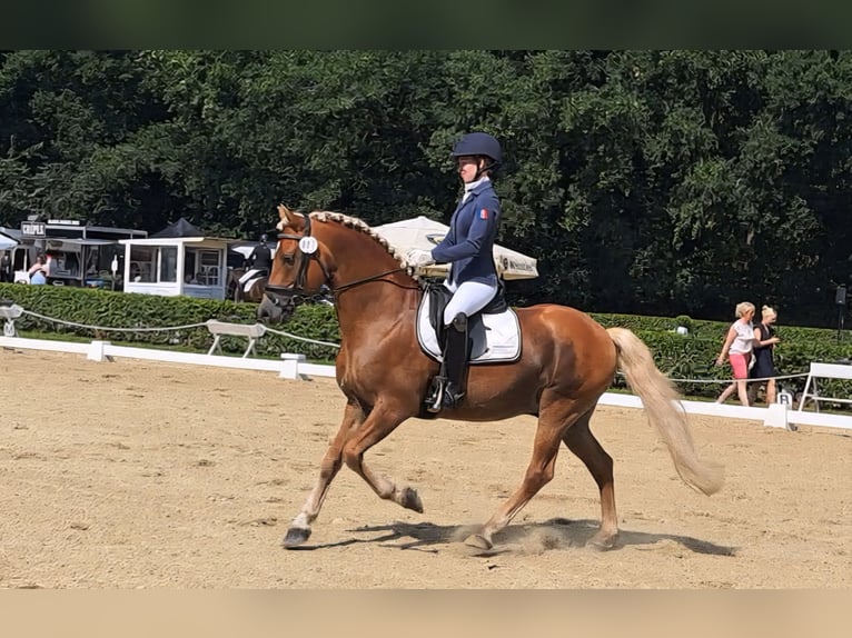 Haflinger Étalon 13 Ans 151 cm Alezan in D&#xF6;tlingen