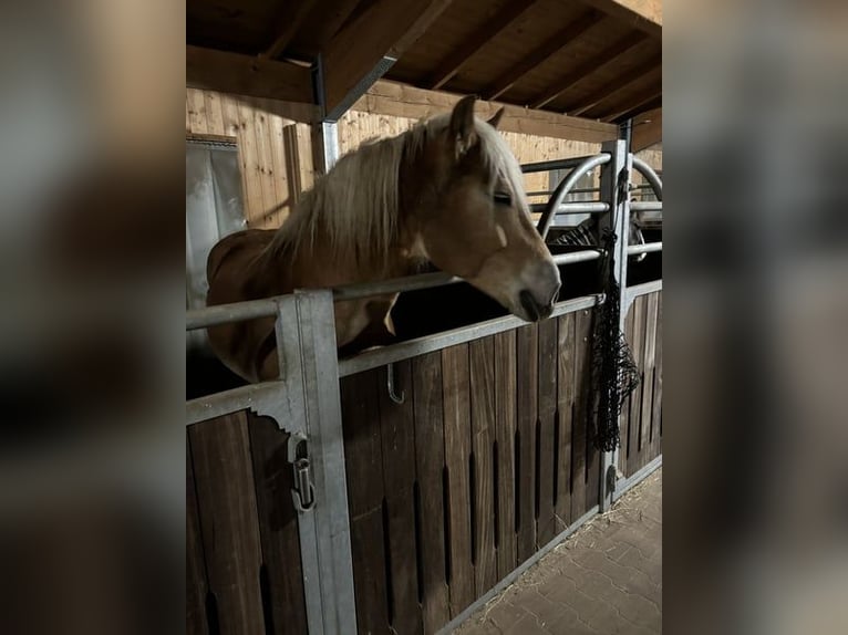 Haflinger Étalon 14 Ans 159 cm Bai clair in Straßwalchen