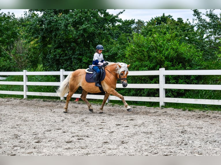 Haflinger Étalon 15 Ans 150 cm Alezan in Seebad Bansin