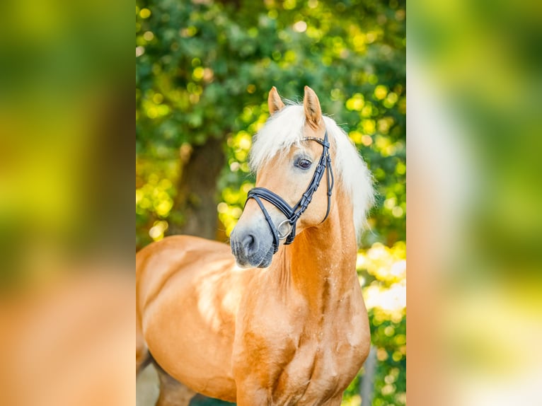 Haflinger Étalon 16 Ans 149 cm Alezan in Ostercappeln