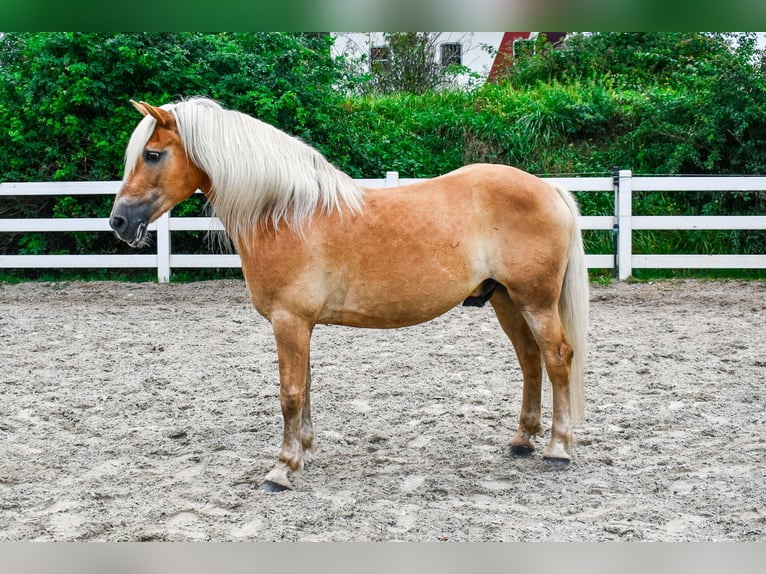 Haflinger talon 16 Ans 150 cm Alezan in Seebad Bansin