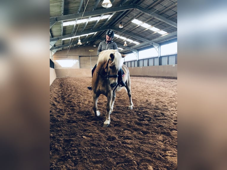 Haflinger Étalon 19 Ans 160 cm Bai clair in Heddert