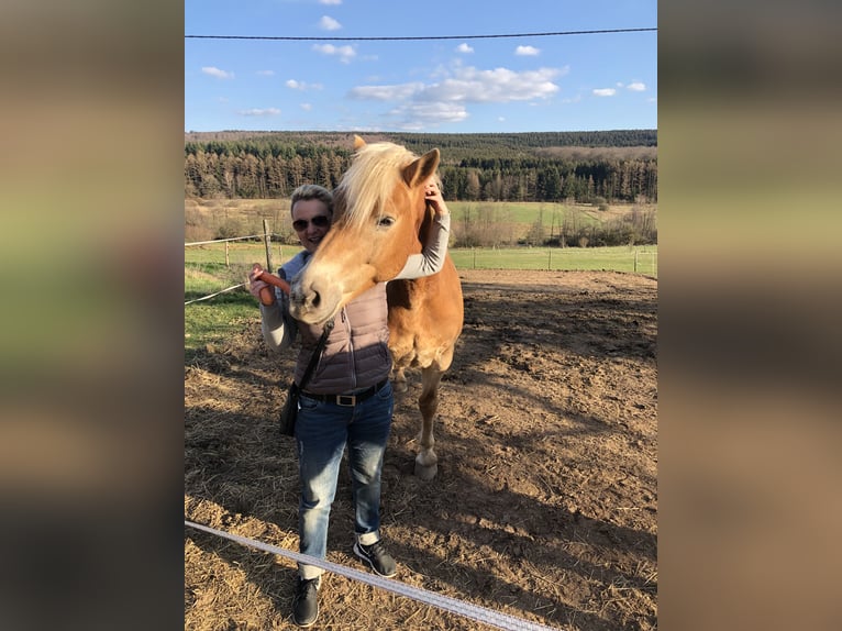 Haflinger Étalon 19 Ans 160 cm Bai clair in Heddert